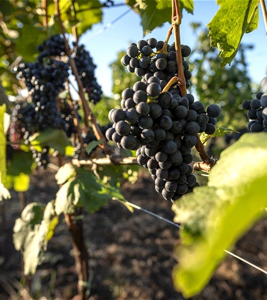 Pinot Noir "F" 2021 barrique