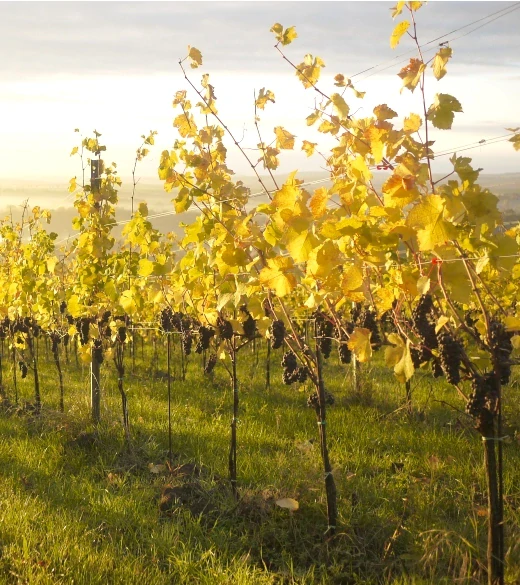 Pinot Noir "F" 2021