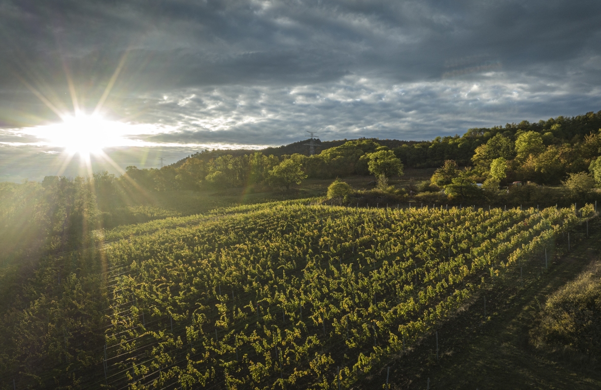 terroir-02